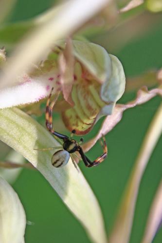 Misumena vatia